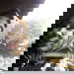 Ammu Nasya profile icon