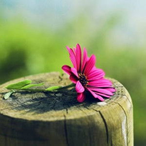 Astria Fattani profile icon