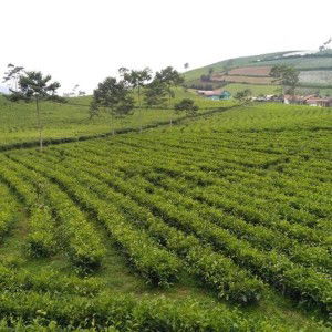 Tri Solekha profile icon