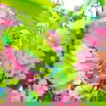 Anjely Resina profile icon