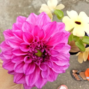 ukhti shaliha profile icon