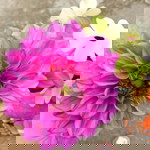 ukhti shaliha profile icon