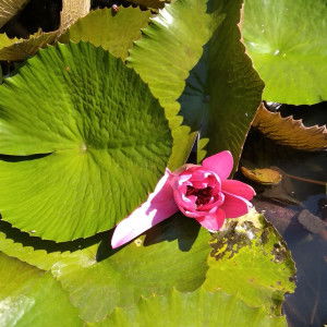 Kinanti profile icon