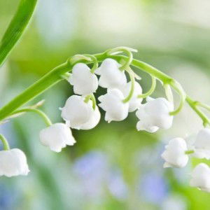 Malihatul Utfiani profile icon