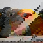 Kung KhoKung Rattiya Ayanaputra profile icon