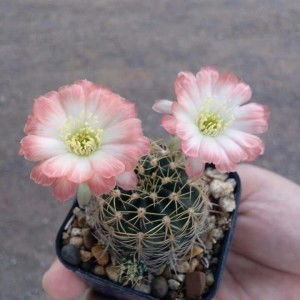 Keerapa Panraksa profile icon