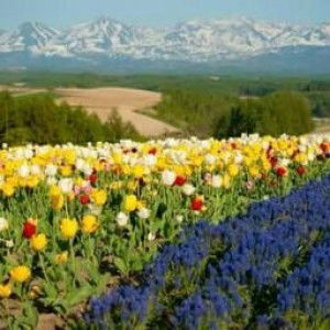 Dina Mardiani profile icon