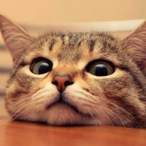 Qoqo Abu profile icon