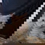 Firdhailma Fauziah profile icon