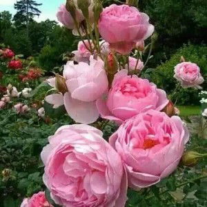 Triyatmi profile icon