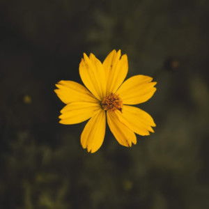 Nenden Ridha profile icon