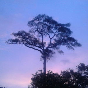 p. Nan ford profile icon