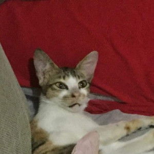 Mara Isabelle San Pedro  profile icon