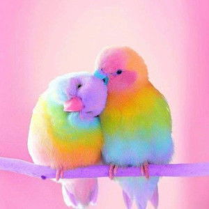 iid fithroti profile icon