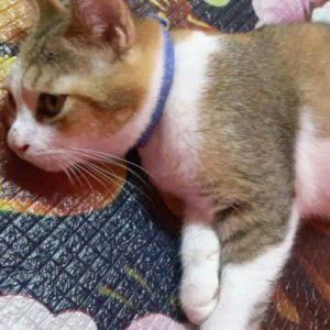 Rizqi Nana profile icon