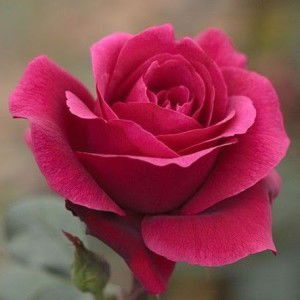 cassieavera profile icon