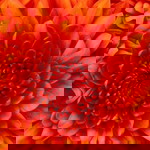 siti asmiza profile icon