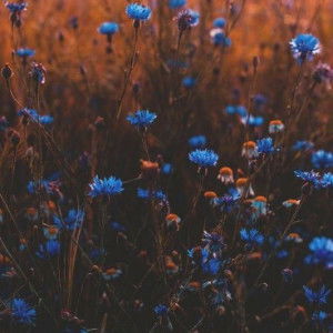 รักดั่งสายลม profile icon