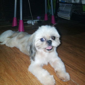 Dana Cinco profile icon