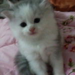 Hajah Norhasiah Abdullah profile icon