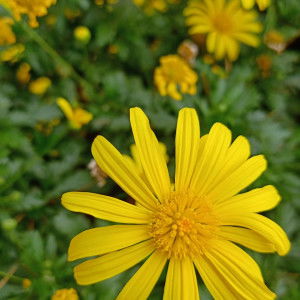 Mommy Orked profile icon