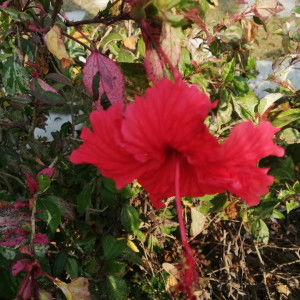 เกศมณี ถูนาเเก้ว profile icon