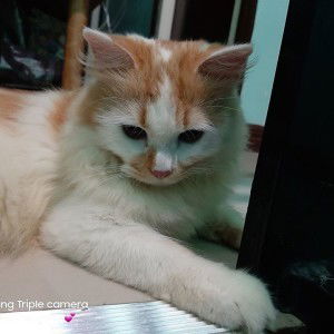 Adawiya Lininding Tomarompong-Abdulkarim profile icon