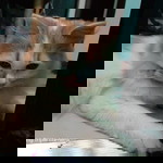 Adawiya Lininding Tomarompong-Abdulkarim profile icon