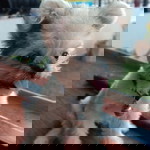 Přaŵeenä Kĥamfoeľ profile icon