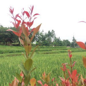 Yulie Ayie profile icon