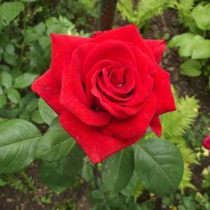 Neng Kristin Anggraeni profile icon