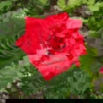 Neng Kristin Anggraeni profile icon