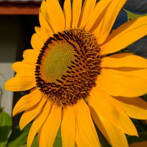 Ayu Sulunga profile icon