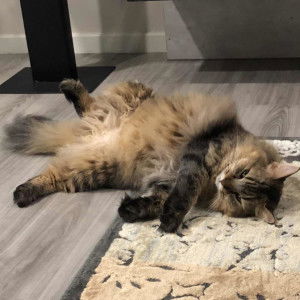 shrfntsh profile icon