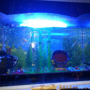 Ningrum Neng profile icon