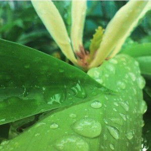 Uswatun Hasanah profile icon