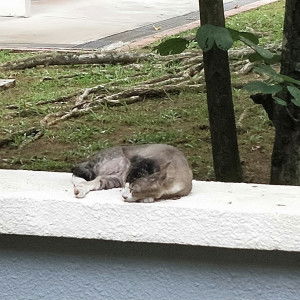 Howard Ho Yong Ming profile icon