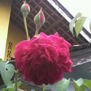 Wyndha Nyawaty profile icon