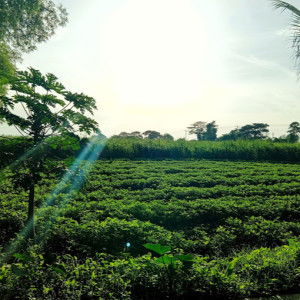 Tri Sundari Lestari profile icon