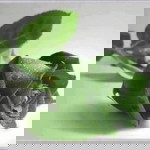 hamiz mom profile icon