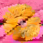 Diya Love profile icon