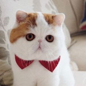 Dekdek_k profile icon