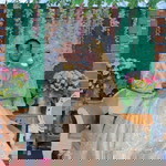 Mila R. Utomo profile icon