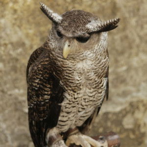 Kawul Chanel profile icon