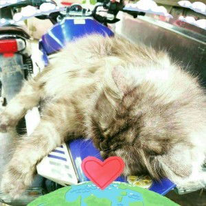 Zii Nisa profile icon