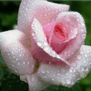 Ummu Kamil profile icon