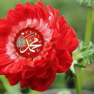 Nor Hamisha Abu Bakar profile icon