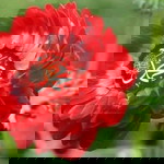 Nor Hamisha Abu Bakar profile icon