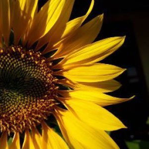 Yulanda Syahputri profile icon