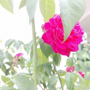 Mufid Sharif profile icon